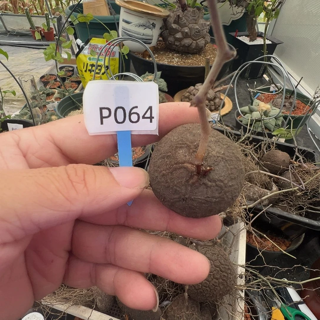 @***缘多肉植物专拍 一物一拍 南非龟甲龙064