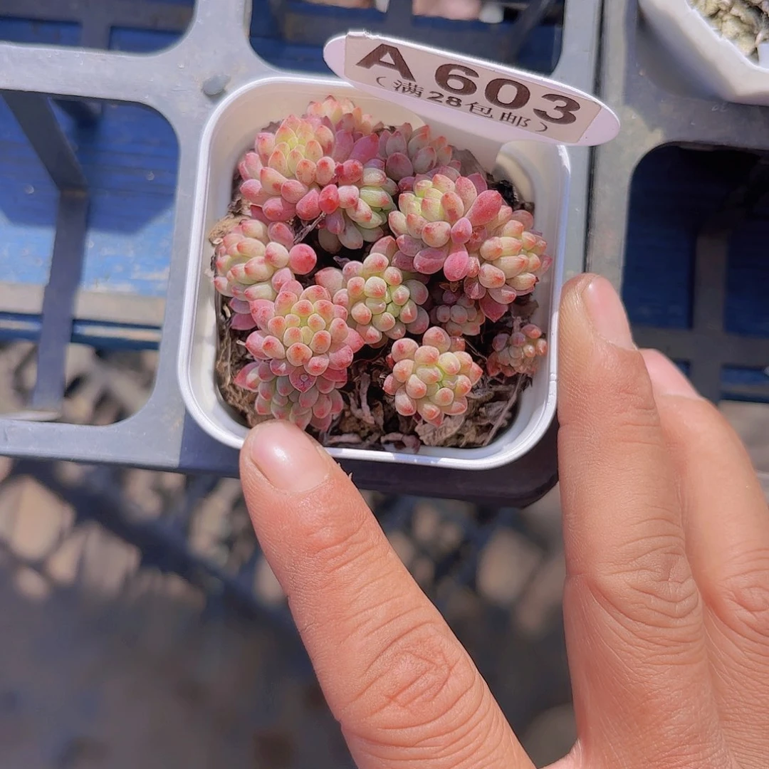 波*妞A603烟火森林一物一拍