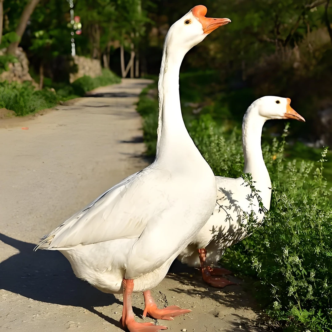 农村散养三年老鹅(带头孢) 现称现杀 顺丰冷链包邮