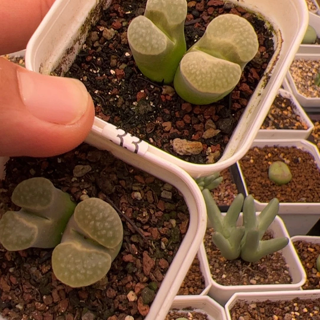 ⁰***⁰7.9磁铁多肉植物33