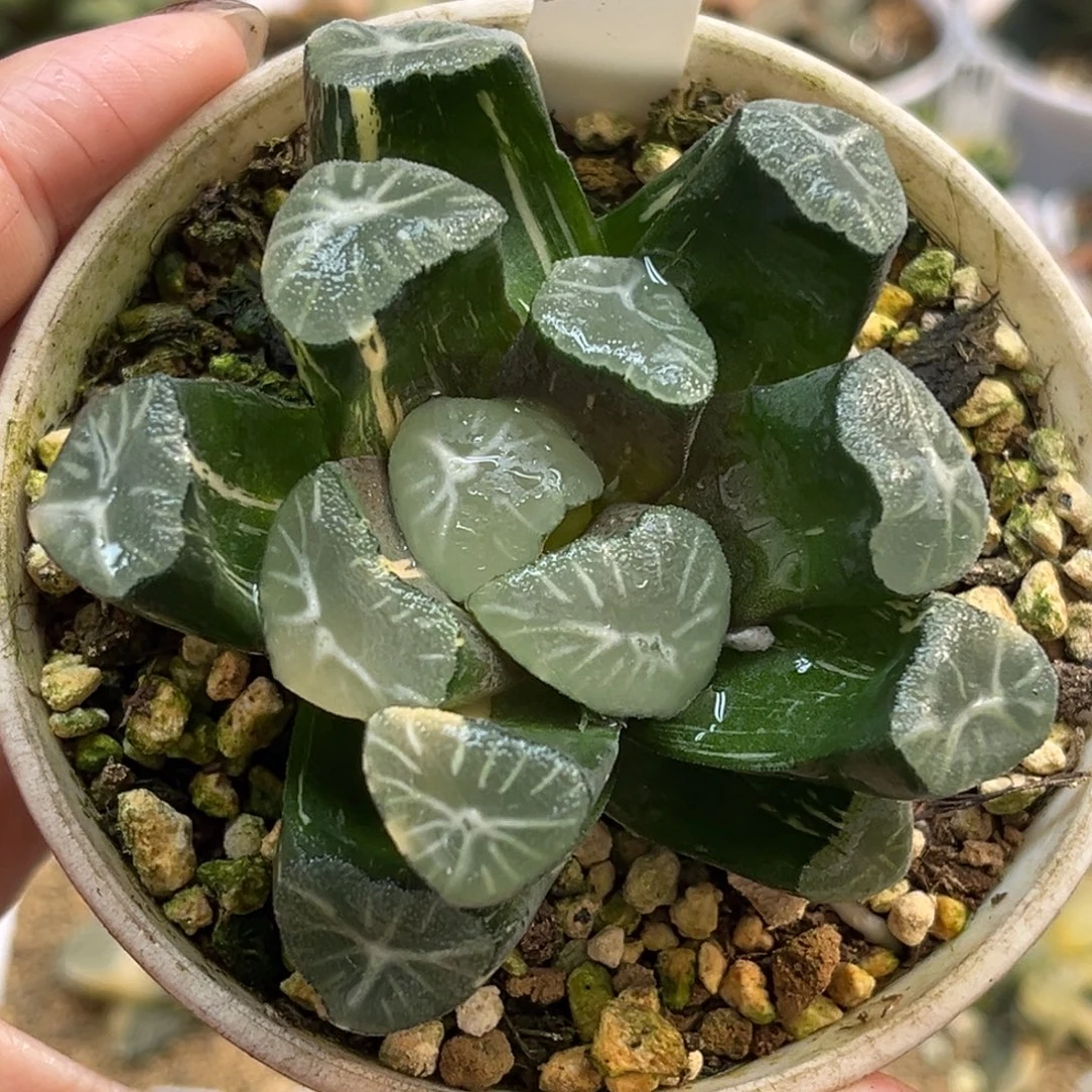 46玉龙万象锦福利专场