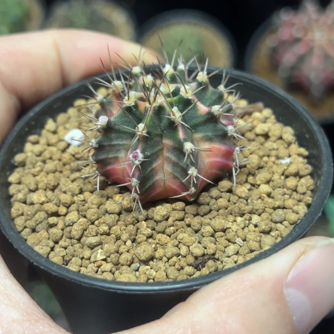 米哈锦侧芽自根带盆土发货22