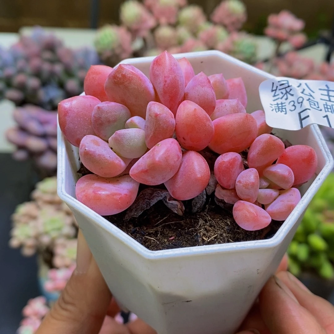 191粉桃花5cm多肉