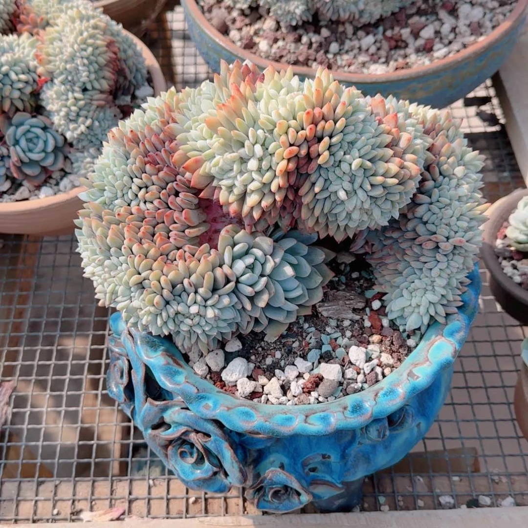 红陶橙梦露缀化一颗