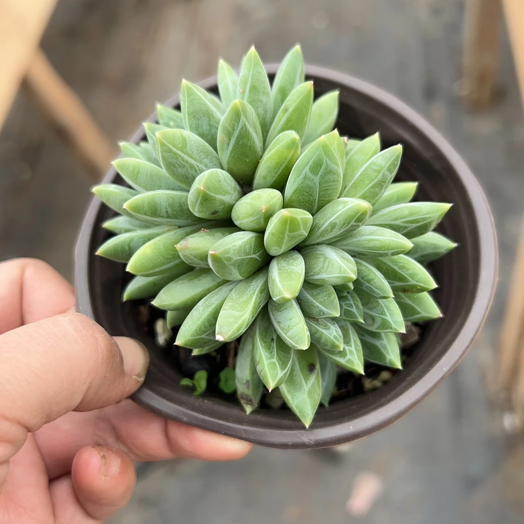 陨石多肉植物    全场满16.8包邮，以直播展示为准