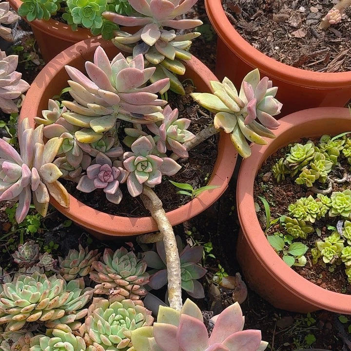 紫乌。。。。。。。。。。。。。。。。。。。。。