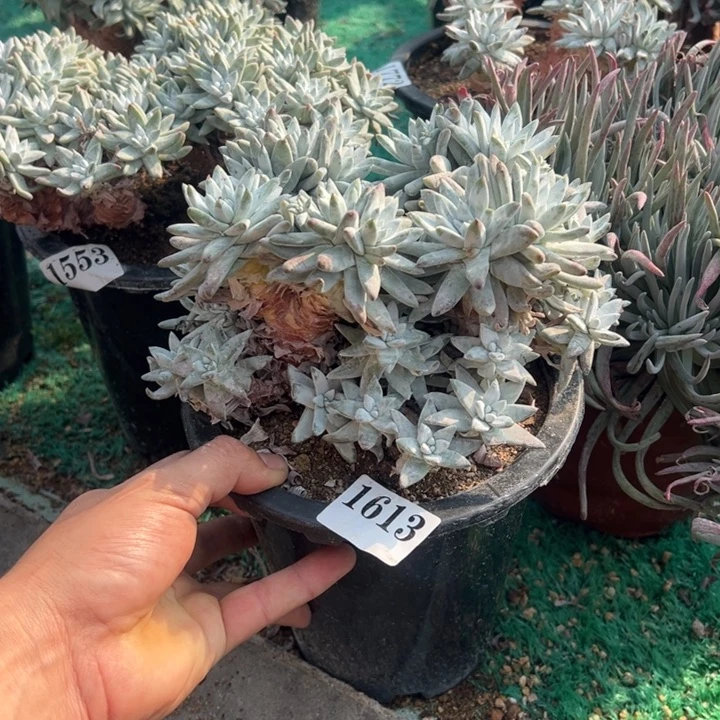 613号白拇多肉植物老庄