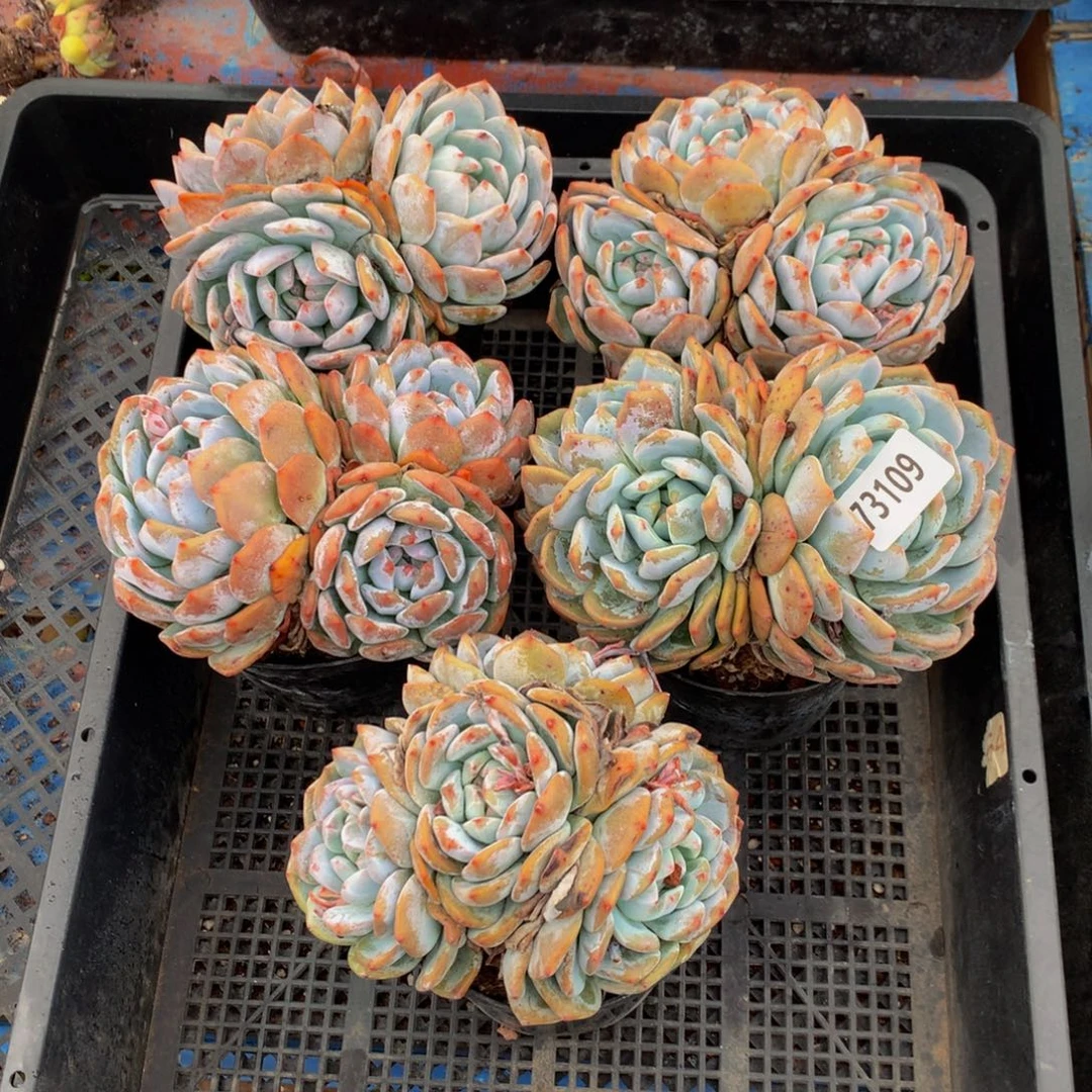 73109五个嗯嗯嗯嗯嗯嗯好喜欢你