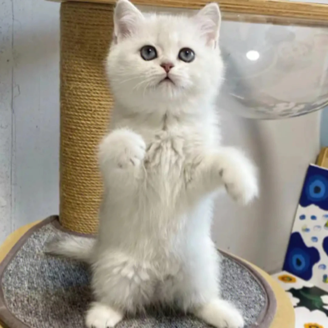 英短纯种幼猫银渐层银点一物一拍