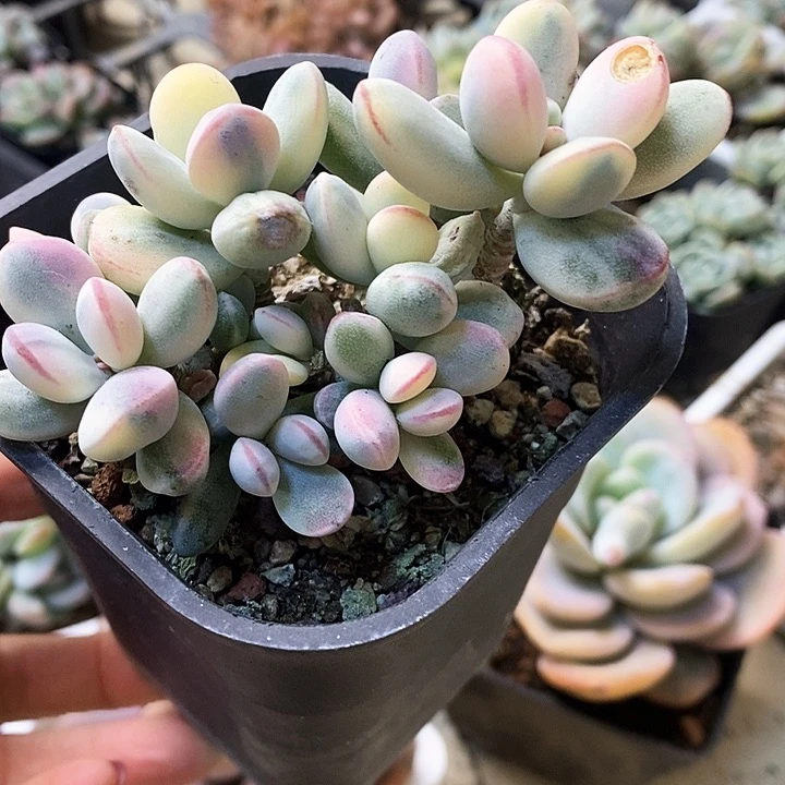 多肉植物乒乓景云天湖