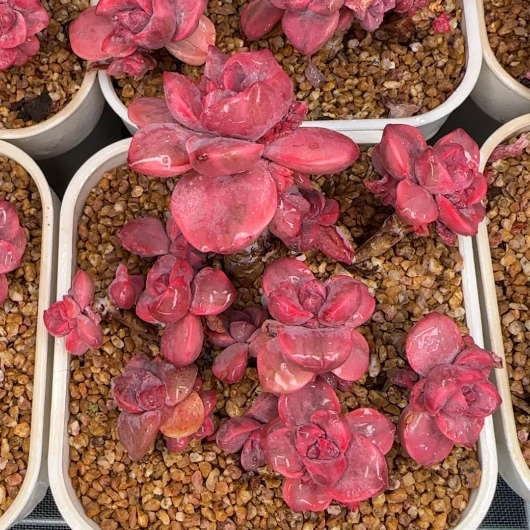 从前慢花园精选彩虹糖锦