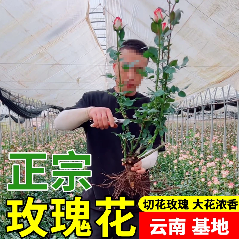 【热销爆款】切花玫瑰花苗月季阳台花卉耐寒盆栽蔷薇绿植不分品种发