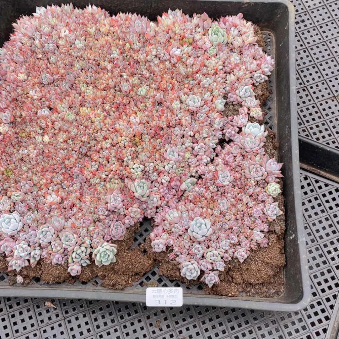 云糖心多肉植物312