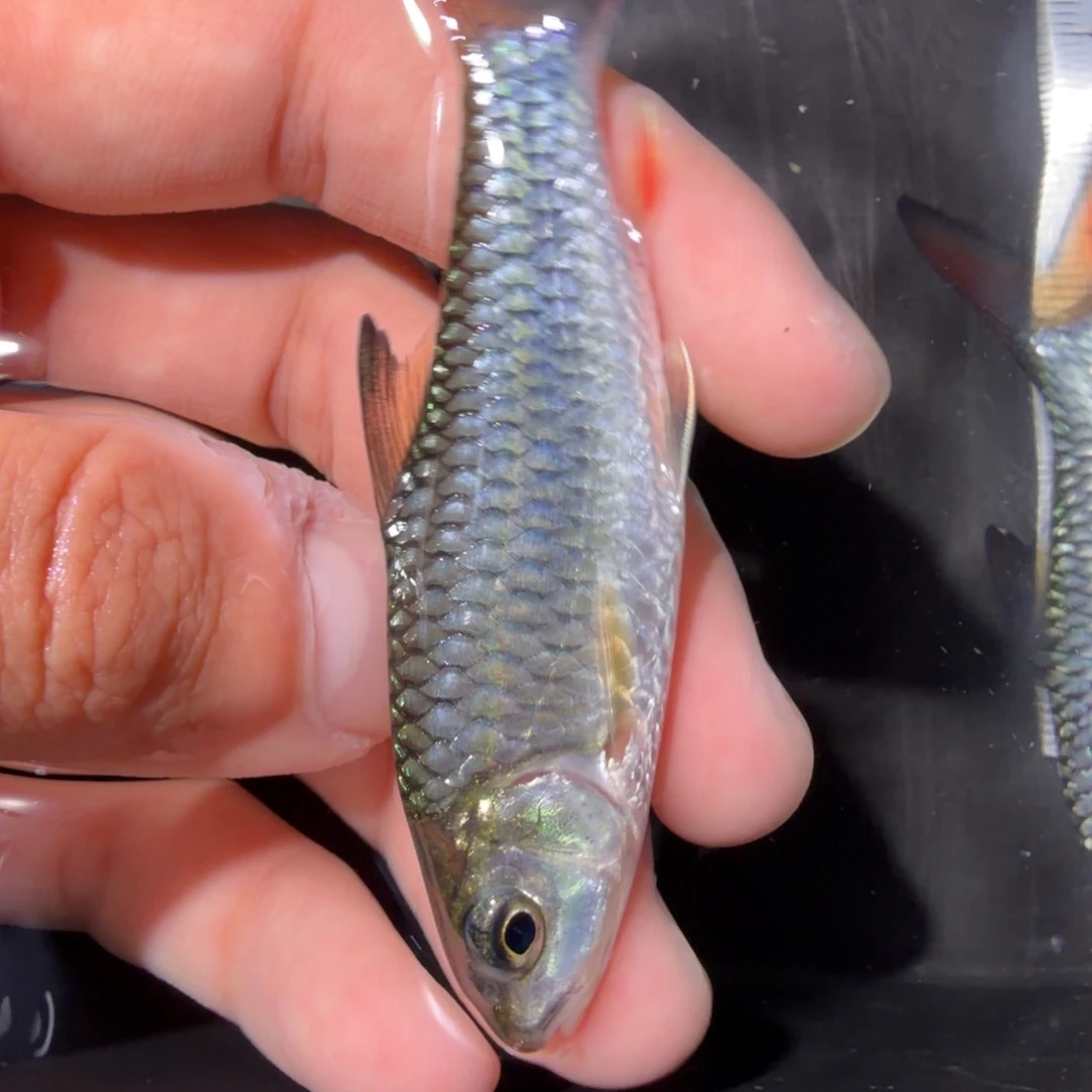 吉罗鱼蓝鳍彩虹 非洲进口鱼