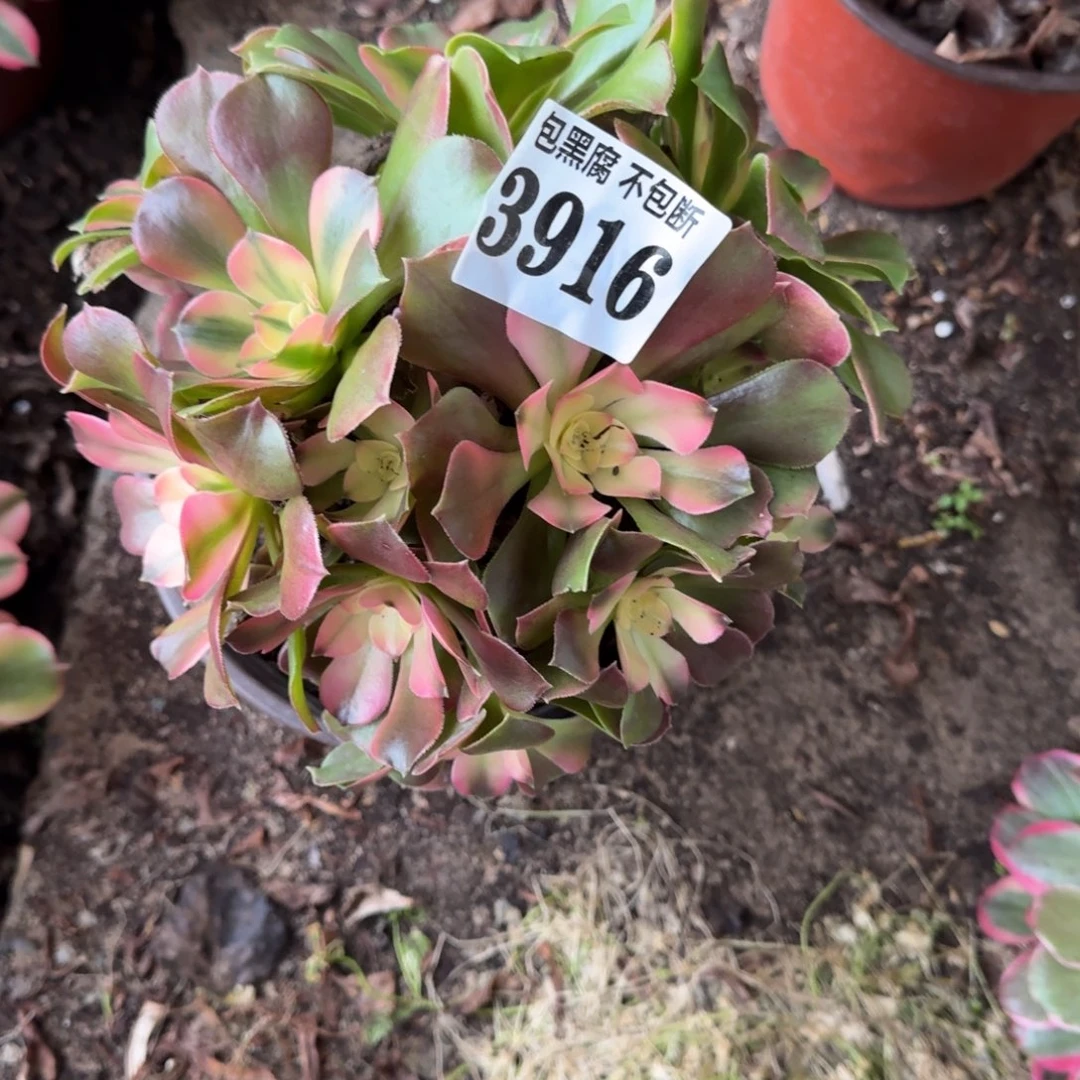 法师香妃3916 19-48