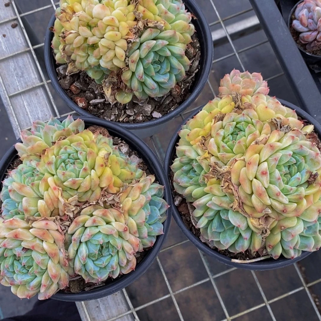 4-精品母本樱花冰魄大群一个