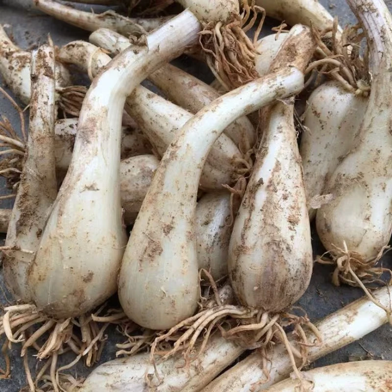 农家自种新鲜荞头无叶现挖现发口老