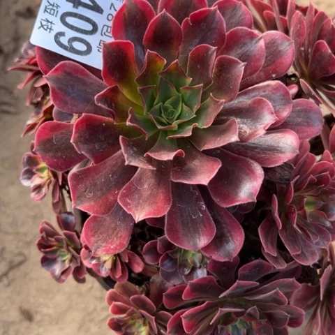 中***商6409多肉植物美杜莎