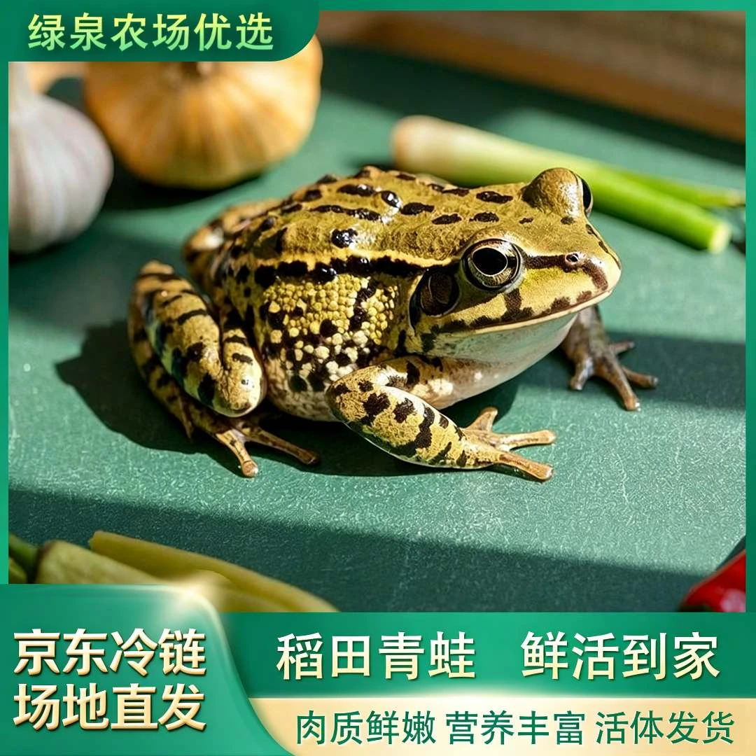 【鲜活中蛙】生态稻田青蛙 衡阳鲜活田鸡 麻拐 京东冷链 青蛙鲜活