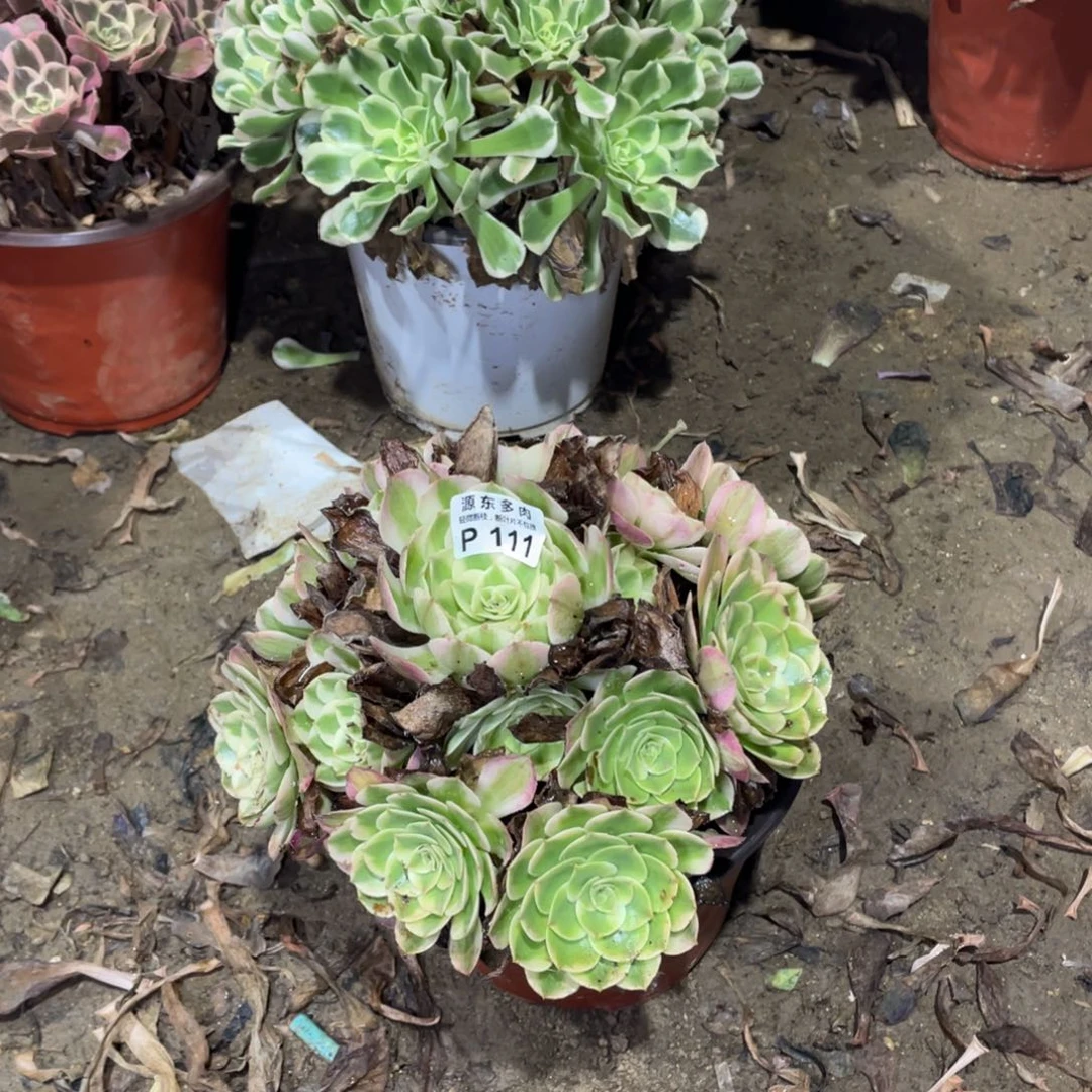 111荔枝多肉法师断枝不包