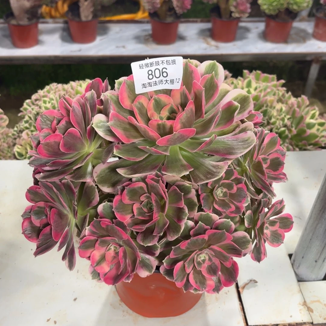 806粉女郎多肉植物法师