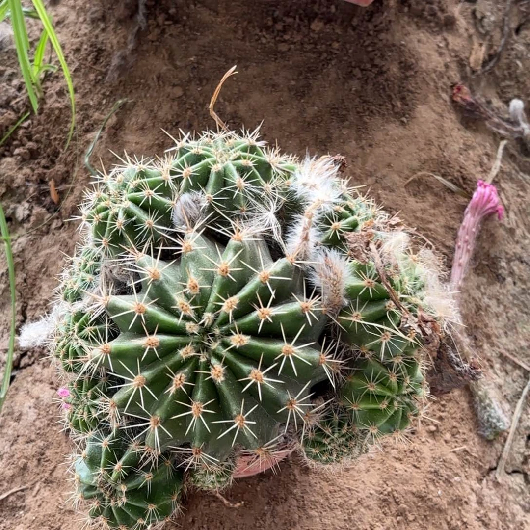 1150 侧牙20包邮仙人球瑕疵