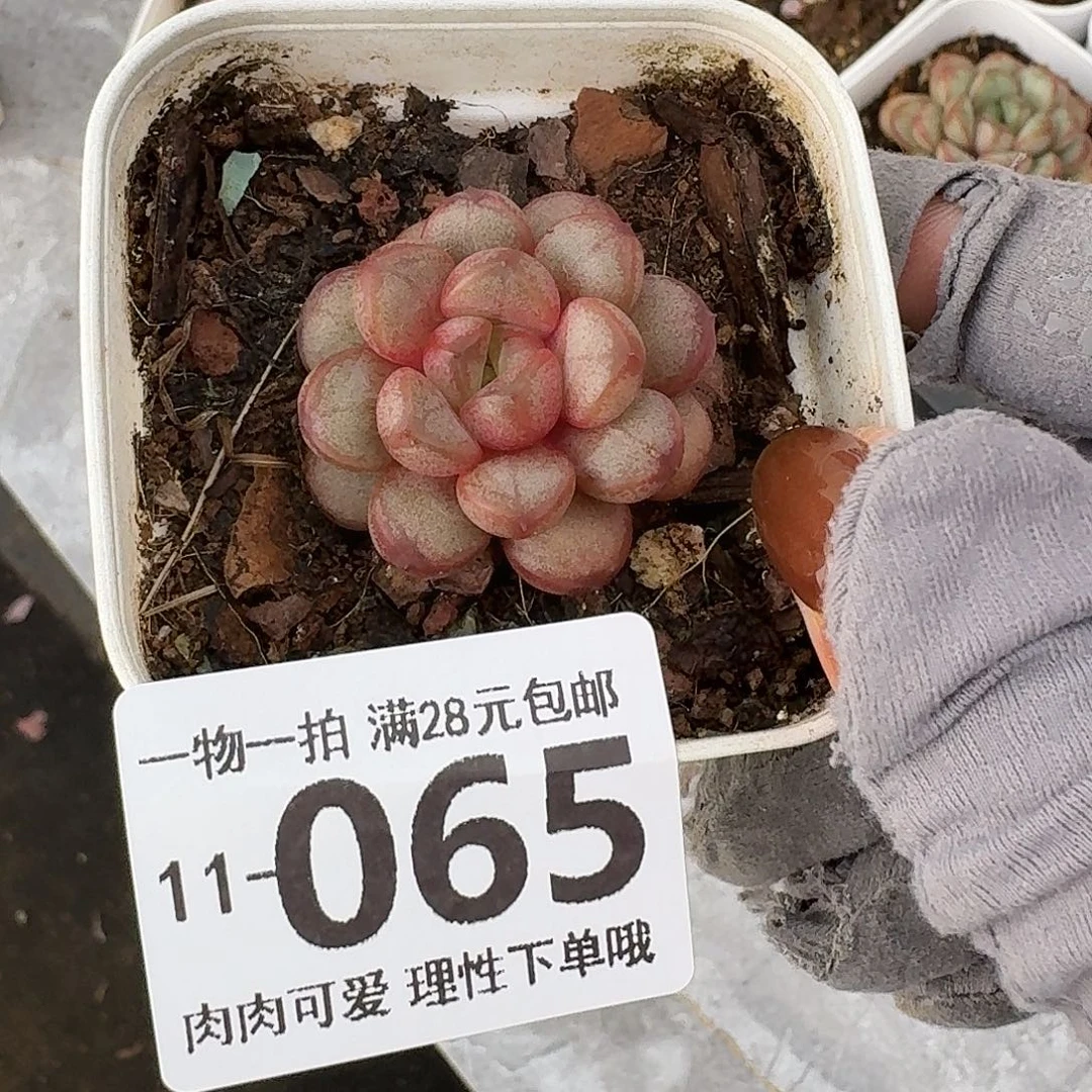 葡萄无盆土发货无盆土发货无