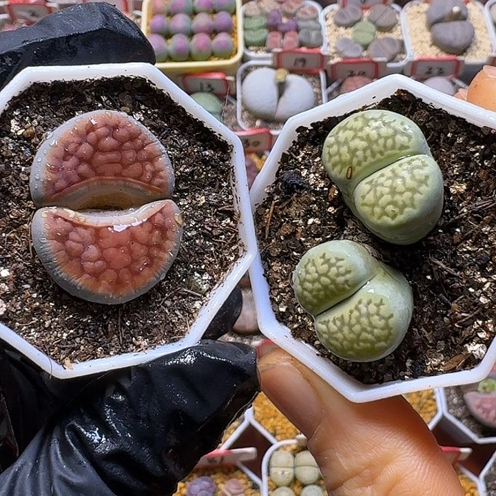 生石花2/：/。在。 17号福利