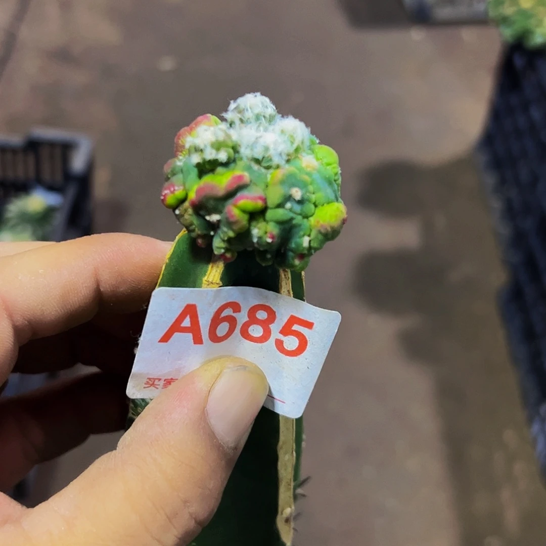 中***涛无花朵福利悟空兜685