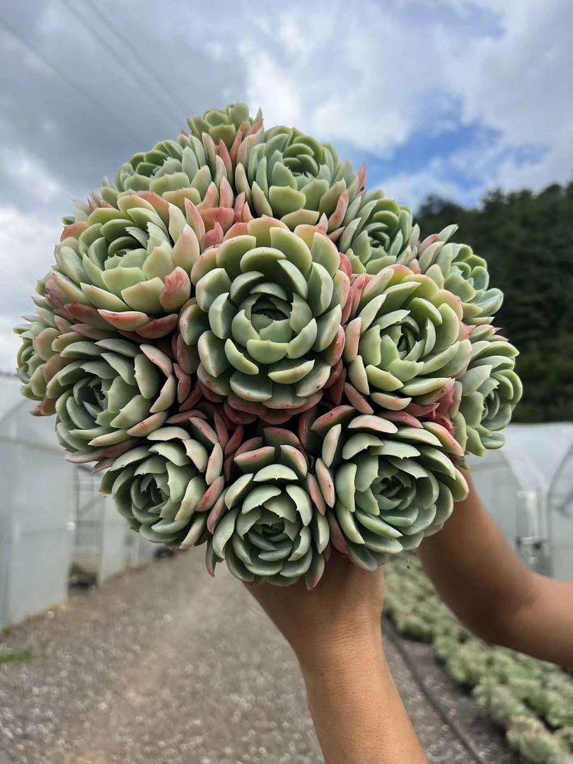 大香妃贝瑞群生多头侧影多肉植物室内好种好养绿植