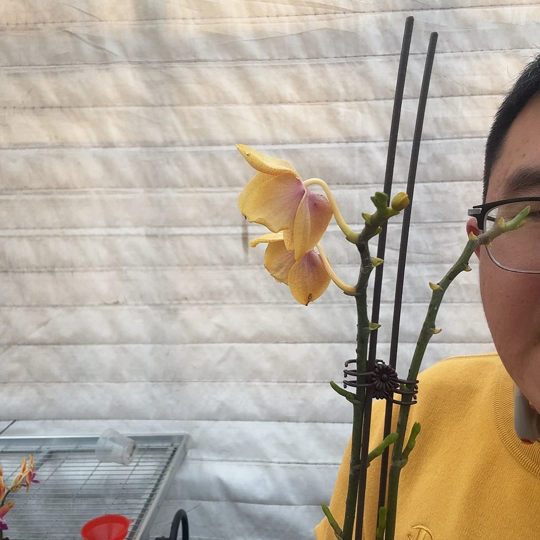 完全开放香恋3.5花后苗