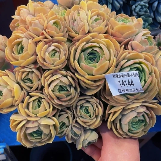 k****j桃花坞14144多肉