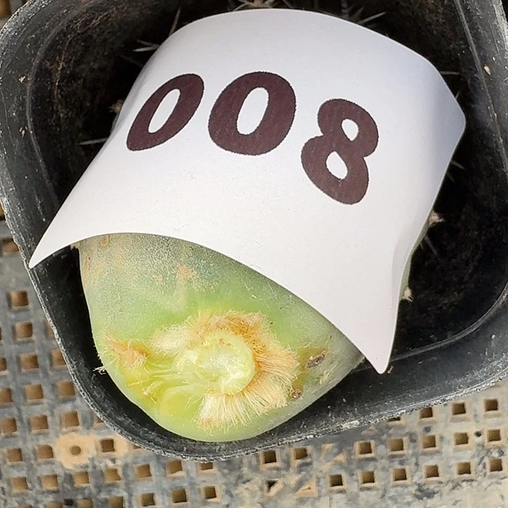 錢***獄黑刺习志野侧芽一颗
