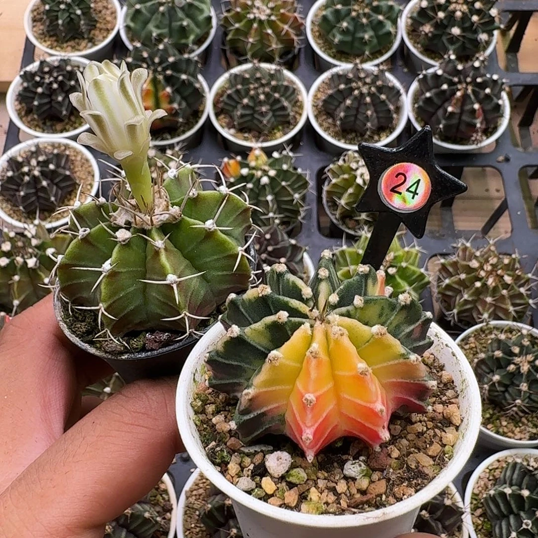 沈***蛋米哈实生自然锦原盆发24