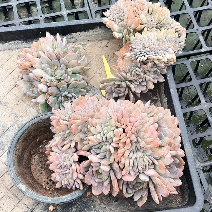 木木姐妹妹的话题