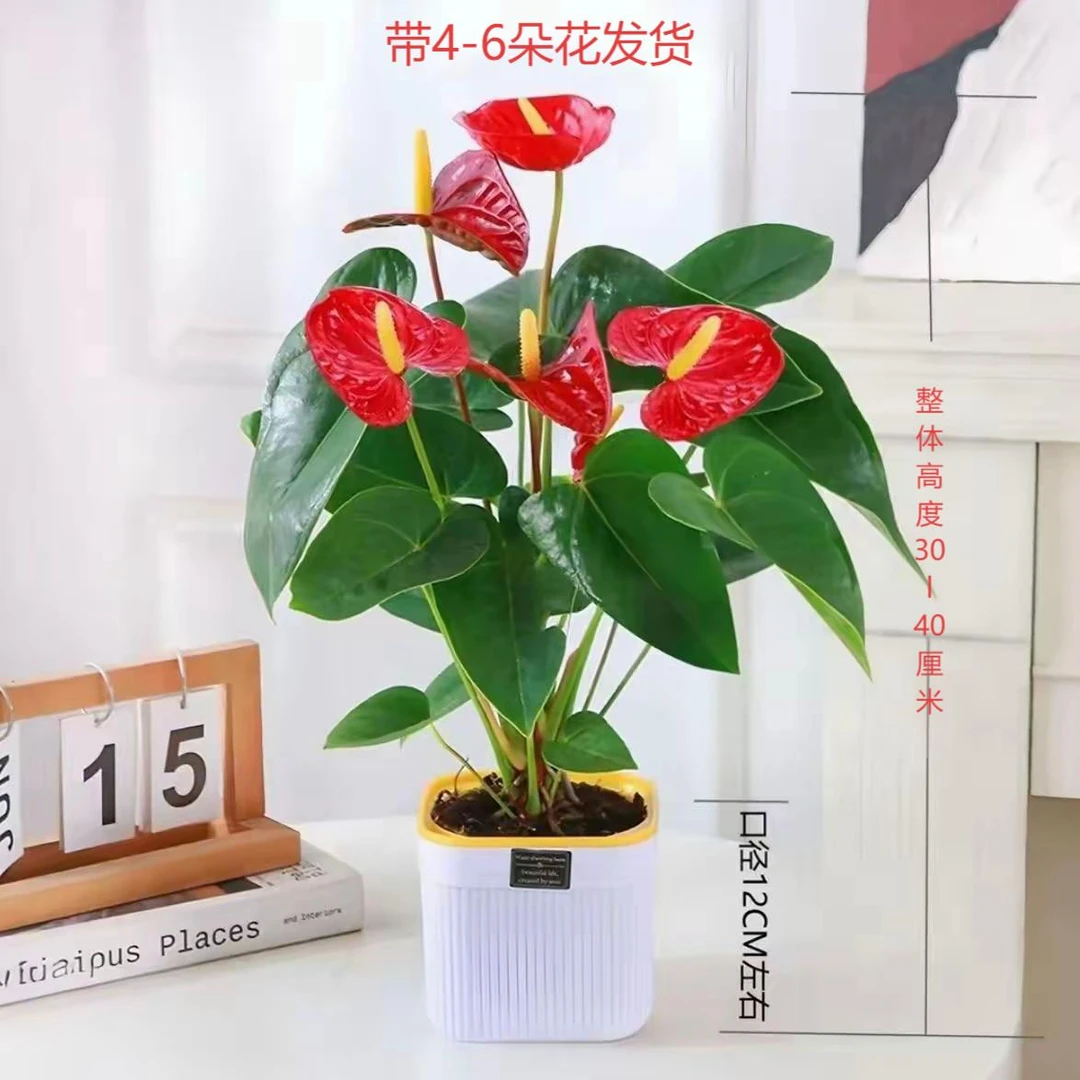 【4-6朵】红掌盆栽带花室内家居绿植四季开花鸿运当头可驱蚊