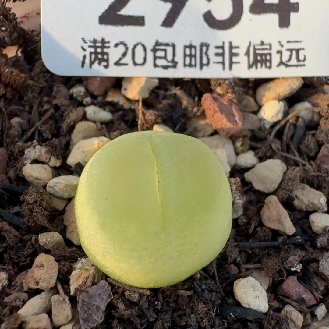 拉登1.2带盆土。