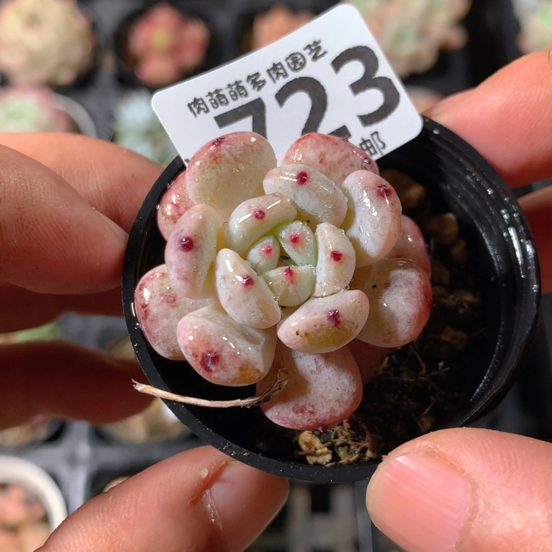 5CM拇指盆精控多肉YX723