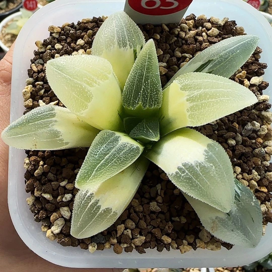 63号糊斑蓝光磨面锦8.3左右一物一拍带盆土