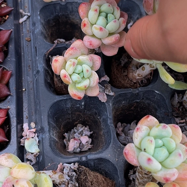 香水罗琦2.8带土发货