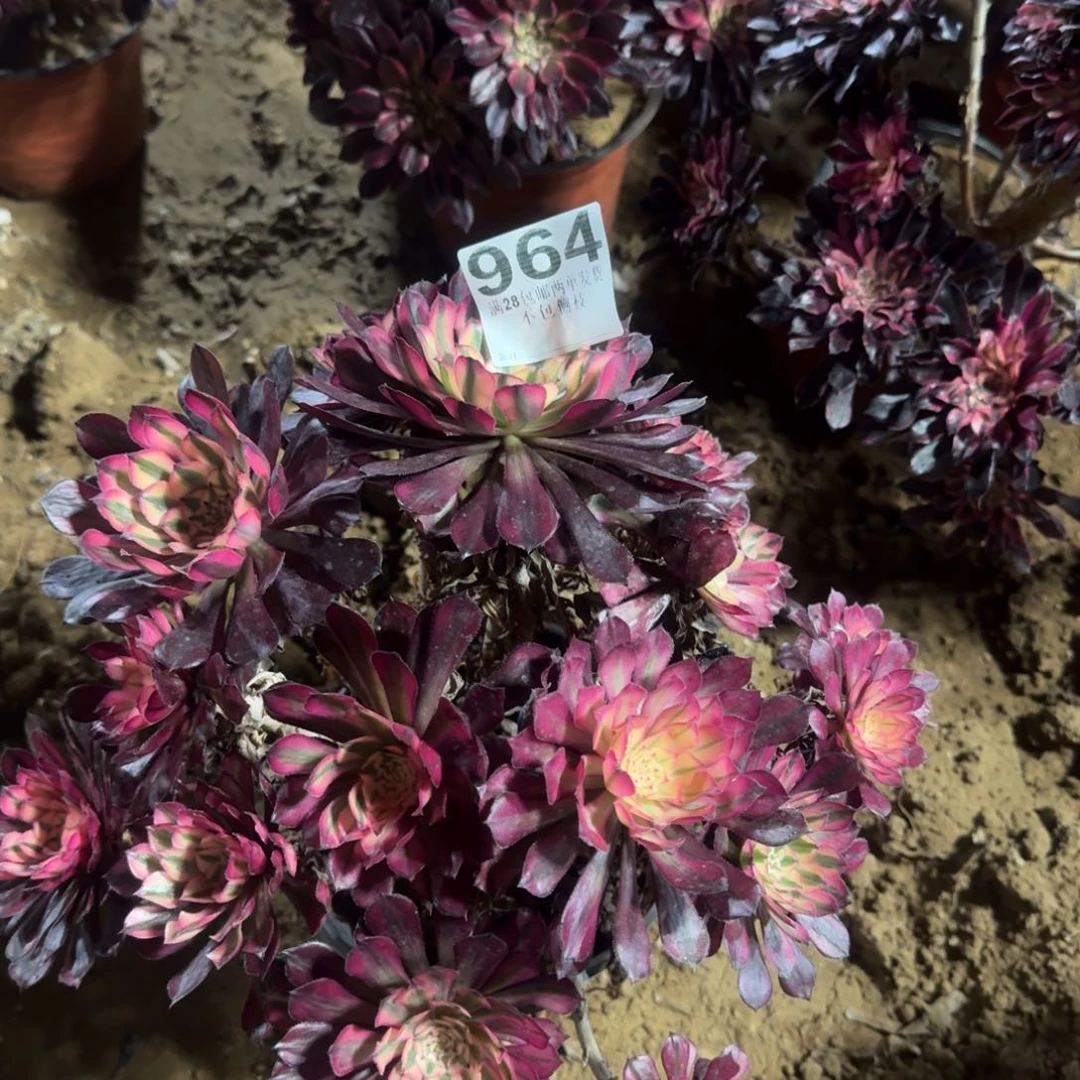 964号红铜白清棚不包损