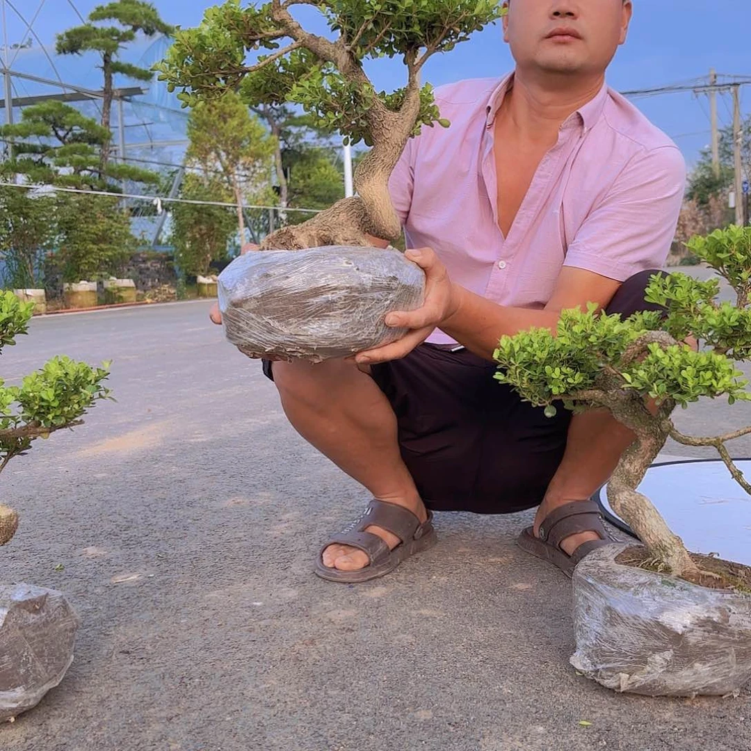 完全开放黄杨盆景造型盆栽