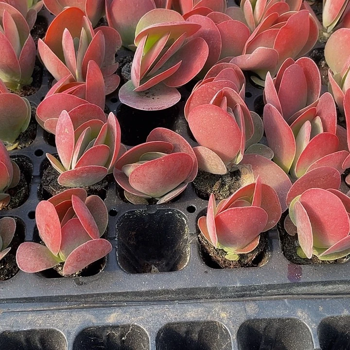 小唐印1元带土发货