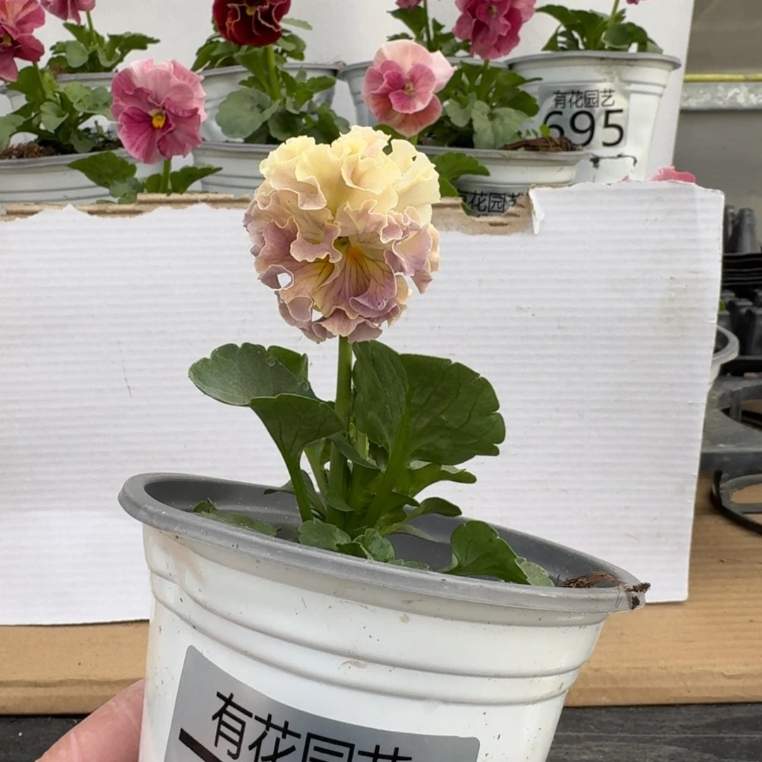 无花朵712号角堇