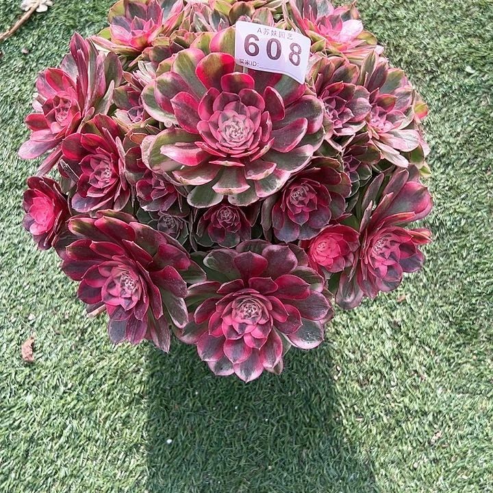 无花朵━****━608妃子笑法师