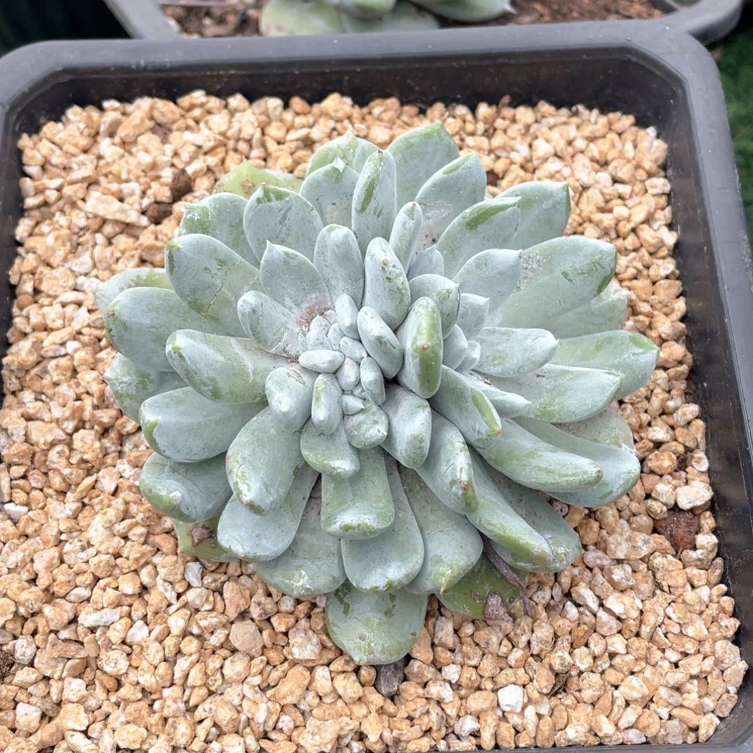 玫瑰型牡丹苹果叶