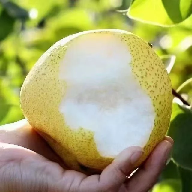 酥梨现摘新鲜当季水果脆甜多汁皮薄老树梨子水果整箱