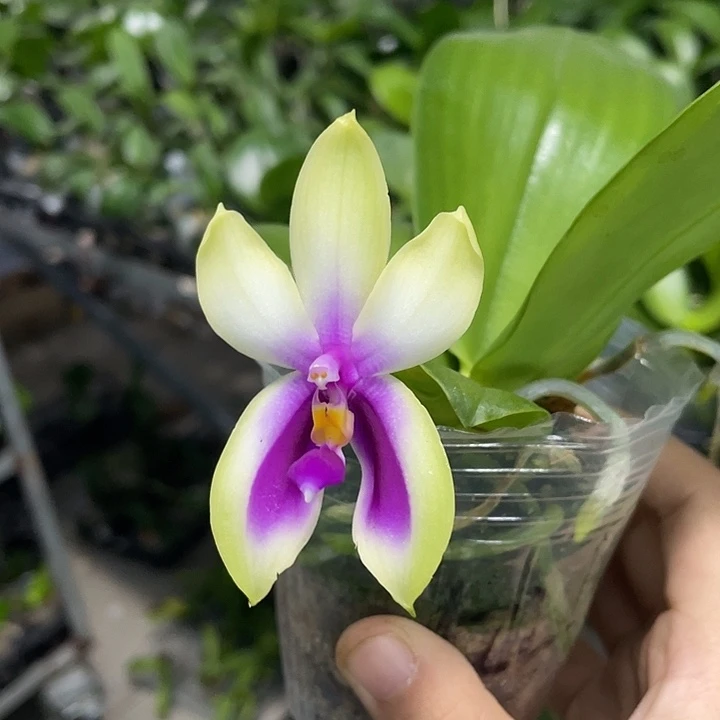 完全开放火字贝2.8寸带花消花介意勿拍