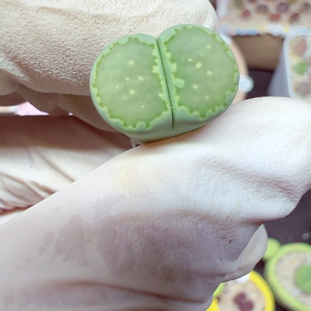 精致优秀的肉肉804-20