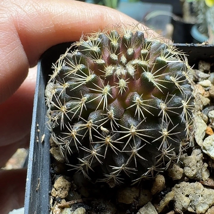 537鱼鳞丸脱土发货